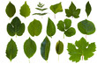 Isolated green leaf collection