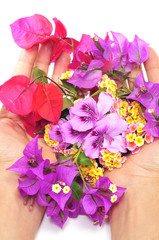 Wall Mural - hands full of flowers