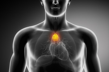 Sticker - Male thymus anatomy