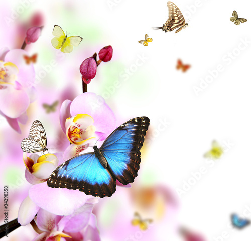 Tapeta ścienna Motyle na kwiaty orchidei, na białym tle