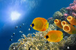 Masked butterfly fish (Chaetodon semilarvatus) and Tube Sponges