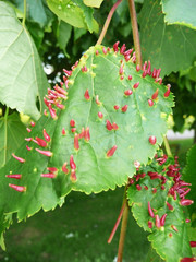 Sticker - Odd Tree Leaf Infection