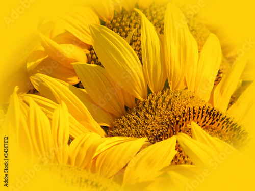 Obraz w ramie Closeup Picture of Sunflower