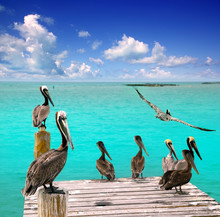 Caribbean Pelican Turquoise Beach Tropical Sea