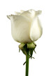 White rose flower close-up isolated