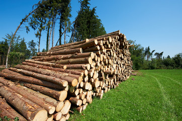 Canvas Print - logging