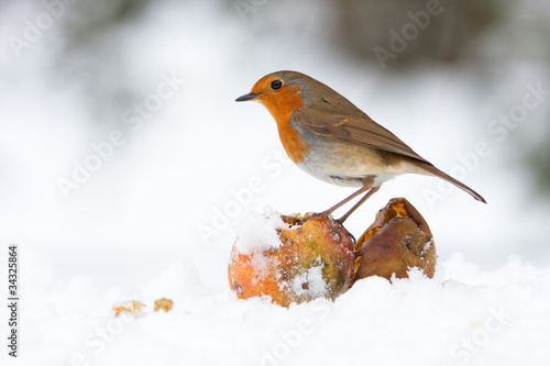 Christmas Robin Redbreast with Apples in Winter Snow Poster