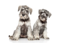 Miniature Schnauzer Puppies On White Background