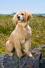 Wall Mural - Golden Retriever Puppy