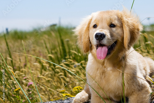 Fotografie, Obraz Golden Retriever Puppy with tongue hanging out.