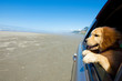Golden Retriever Puppy out the window of a car