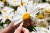 Picking Petals of a daisy