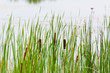 Flowering reed and bulrush next to the water surface