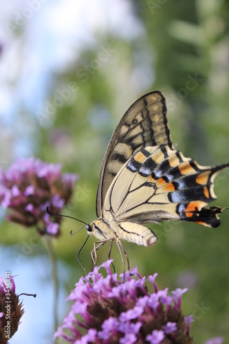 Tapeta ścienna Swallowtail motyl i kwiaty guzmaria