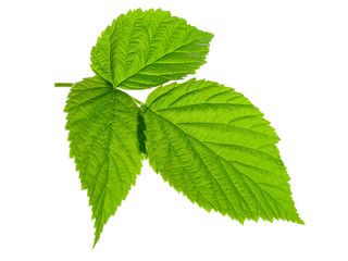 Fotomurales - green leaves