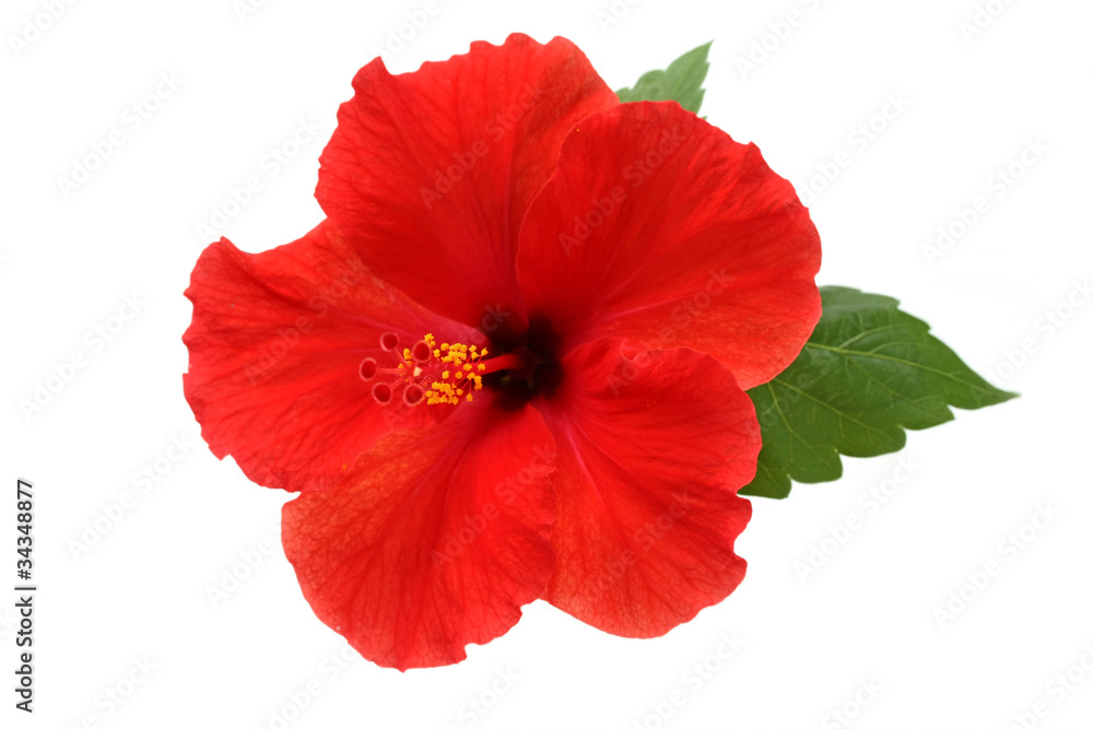 a red hibiscus flower isolated on white background - obrazy, fototapety, plakaty 