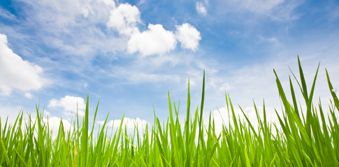 Green grass with blue sky background