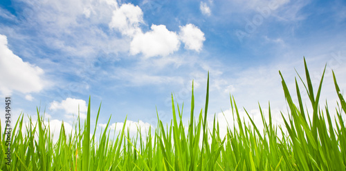 Obrazy trawa  zielona-trawa-z-niebieskiego-nieba-tlem