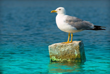Beautiful Pacific Sea Gull