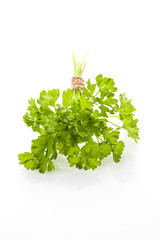 Poster - Parsley bundle isolated on white.