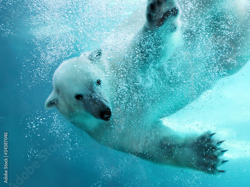 Naklejka - mata magnetyczna na lodówkę Polar bear underwater attack