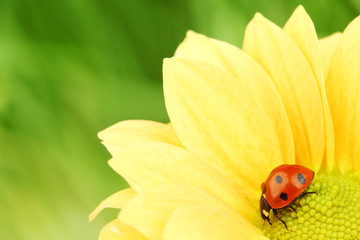 Sticker - ladybug on yellow flower