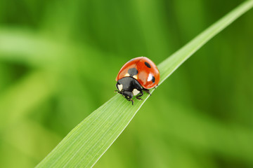 Sticker - ladybug on grass