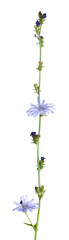 Poster - Common chicory, Cichorium intybus isolated