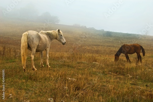 Obrazy konie  dwa-wierzchowce-w-porannej-mgle-na-gorskiej-lace