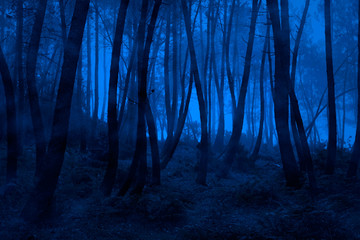 Poster - Blue foggy woods