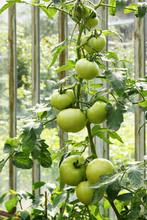 Big Green Tomatoes Growing In A Greenhouse