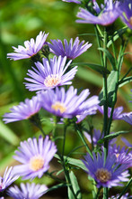 Flower Of Purple Aster