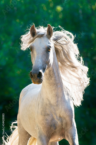 Tapeta ścienna Biały koń biegnie z przodu galopem