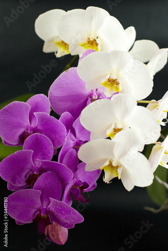 Tapeta ścienna Fioletowy z białą orchideą na białym tle na czarnym tle