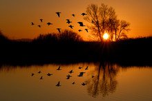 Evening Ducks