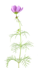 garden cosmos isolated on white background