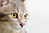 Fototapeta Koty - head cat close up
