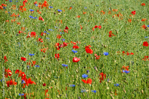 Sommerfeld mit roten und blauen Blumen