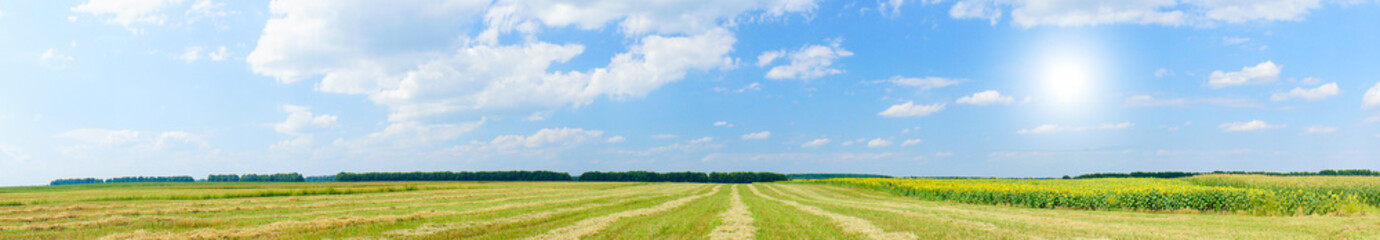 Wall Mural - Panoramic view of cereal field and sunflowers.