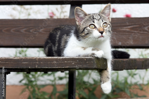 Foto-Lamellenvorhang - Junge Katze beim Entspannen (von Astrid Gast)