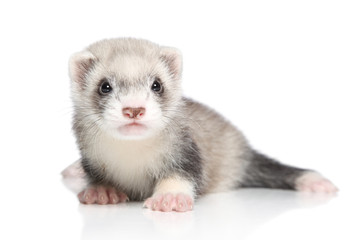 Canvas Print - Silver ferret lying on white background