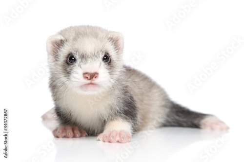 silver ferret