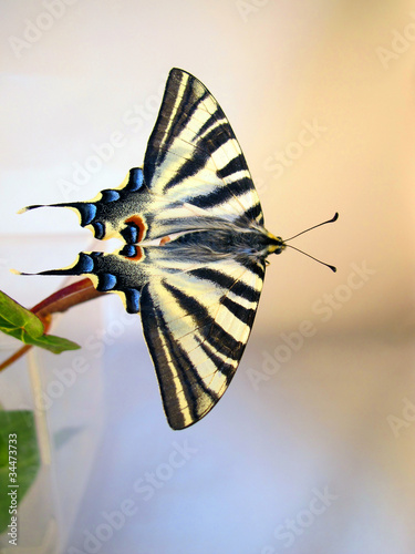 Tapeta ścienna Motyl papilio machaon gotowy do lotu