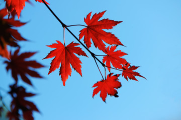 autumn maple leaves