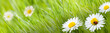 fleur pÃ¢querette et herbe verte avec une coccinelle et un prÃ© 