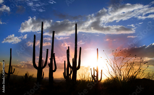 Board z aluminiowym obramowaniem Słońce i kaktus saguaro w parku narodowym saguaro