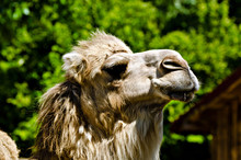 Head Shot Of A Camel At A Zoo In Varna, Bulgaria