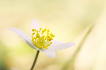 Wall Mural - anemone nemorosa