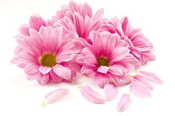 Wall Mural - pink flower