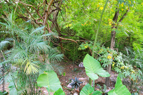 Naklejka samoprzylepna Dżungla rainforest yucatan meksyk ameryka środkowa